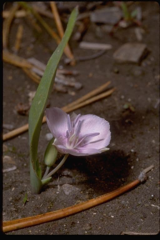 Calochortus 2