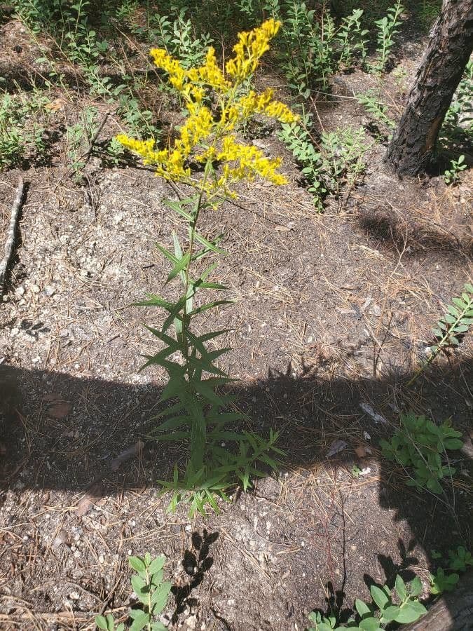 Solidago odorosa 10