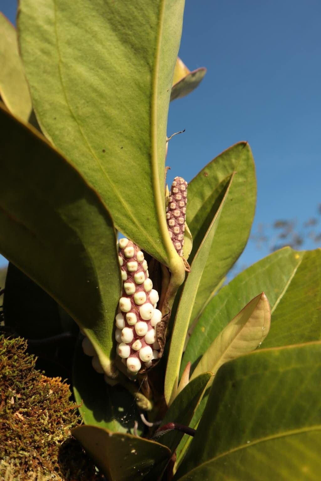 Anthurium 7