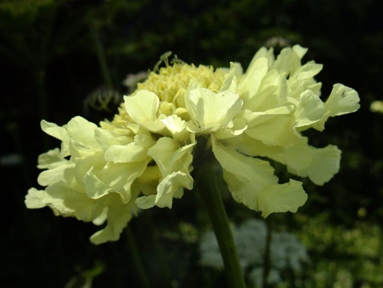 Cephalaria alpina 8