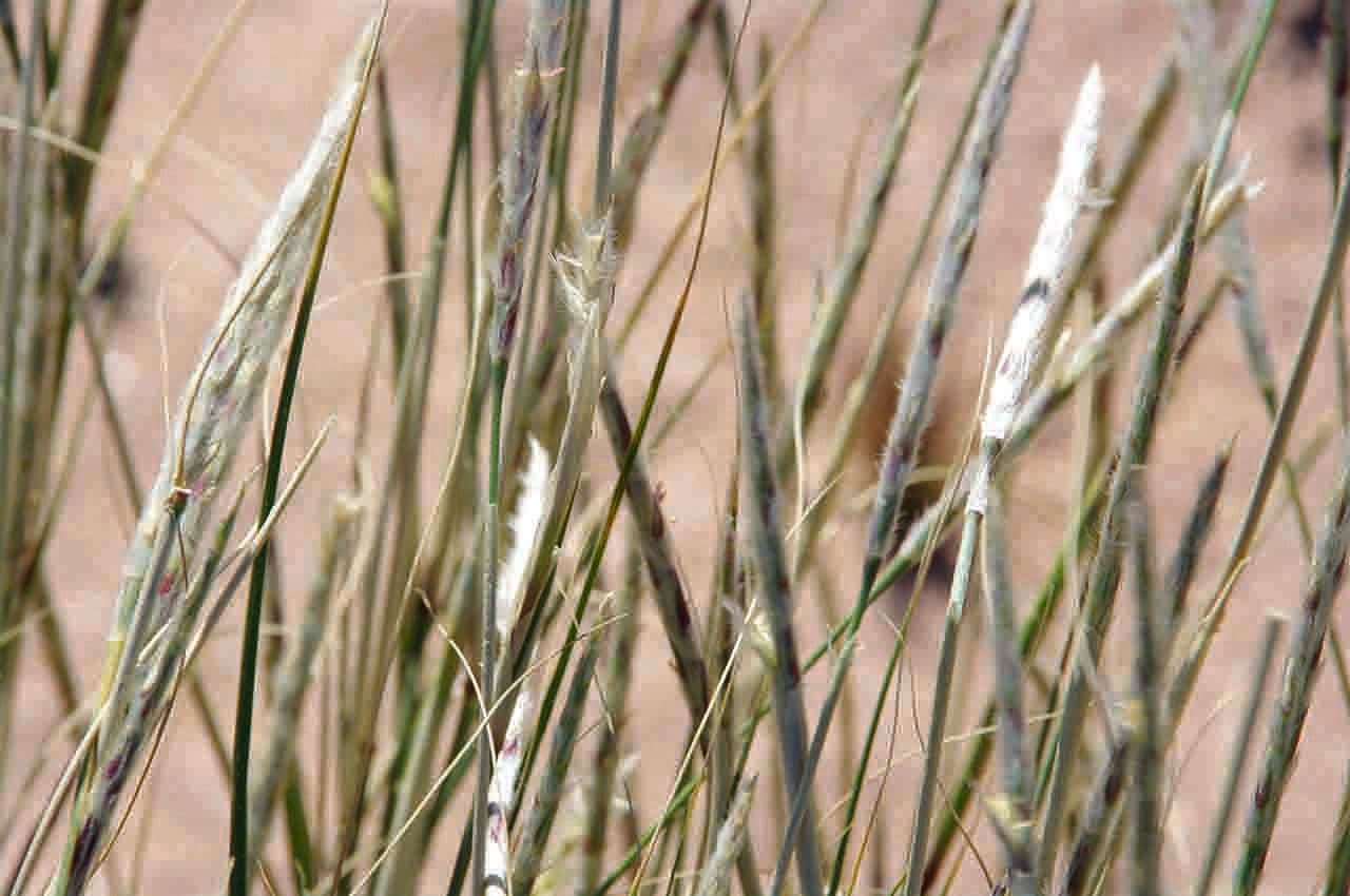 Lasiurus 9