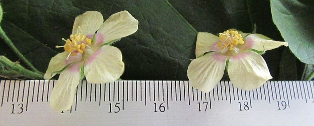Abutilon