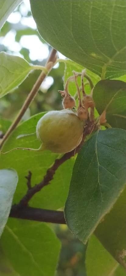 Styrax officinalis