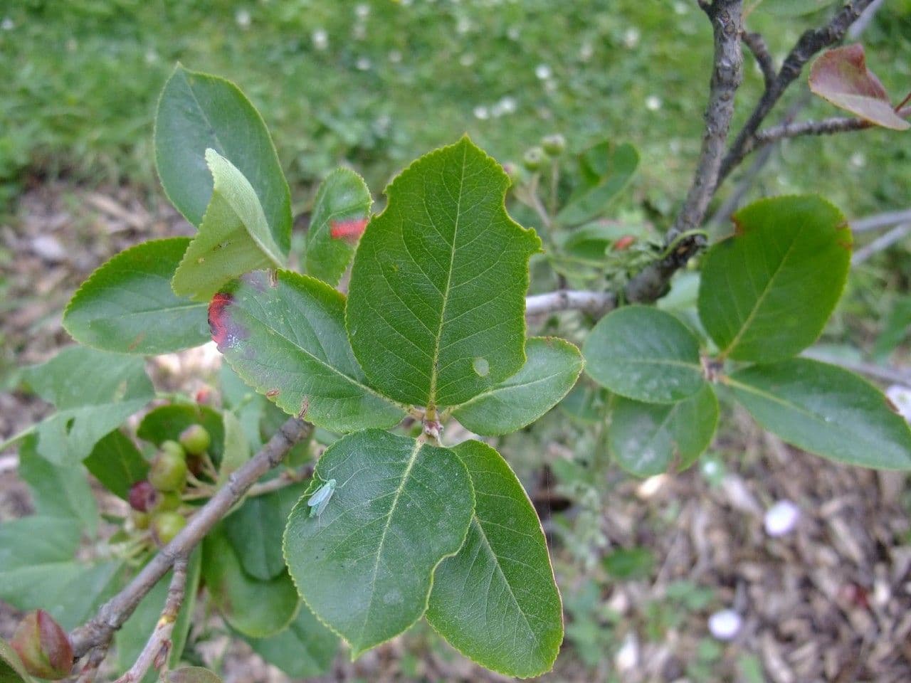 Aronia nera 17