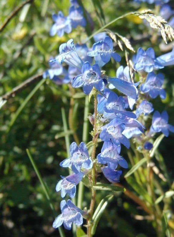 Penstemon albertowski 5