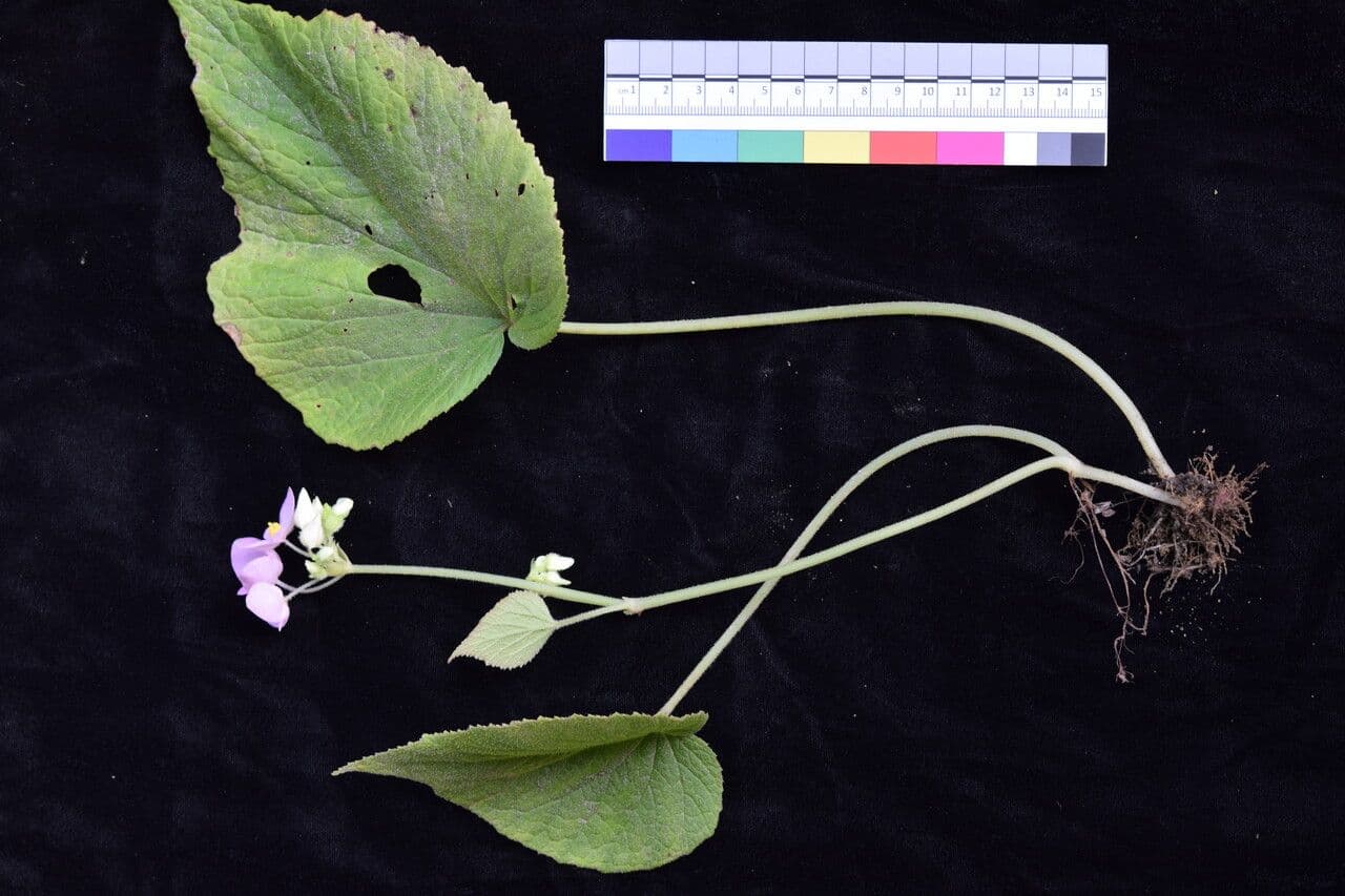 Begonia dipinta 22