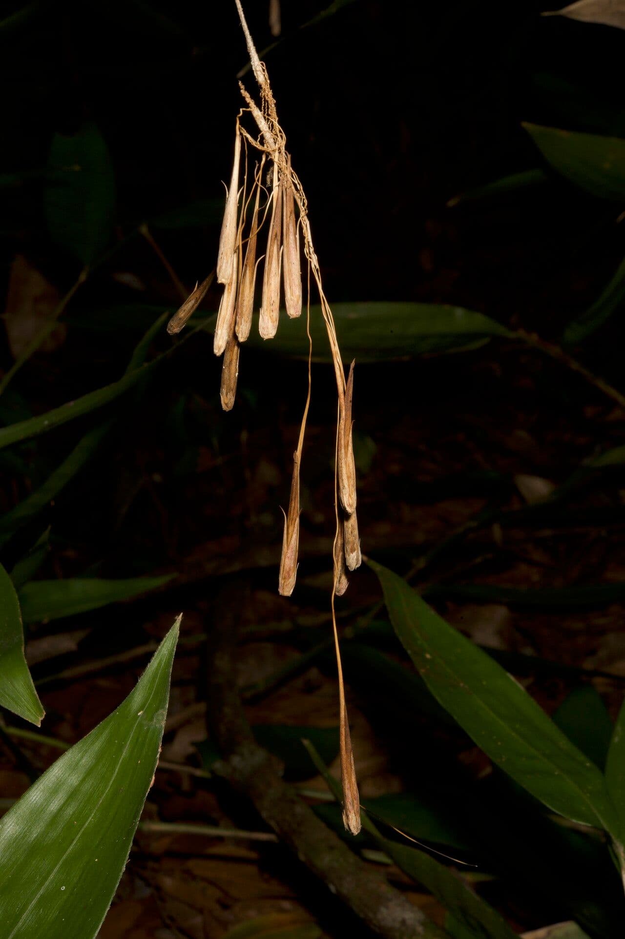 Streptochaeta 2