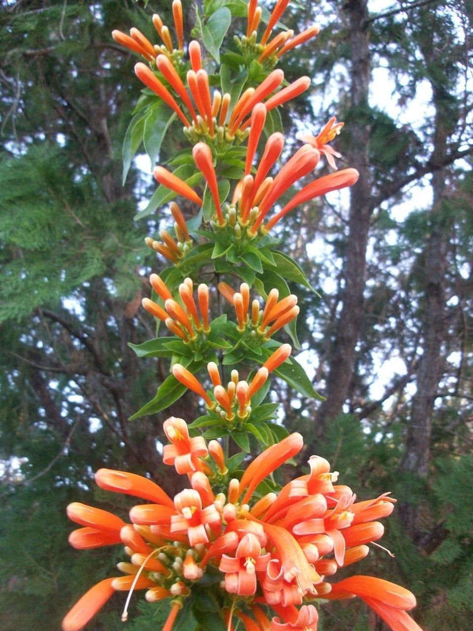 Flor de fuego 29