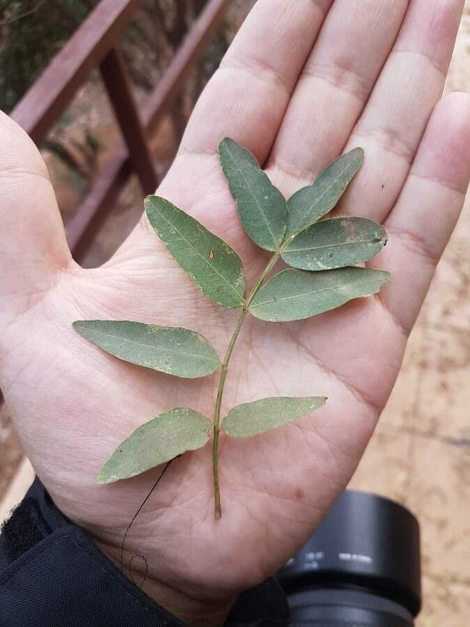 Pistacia 18