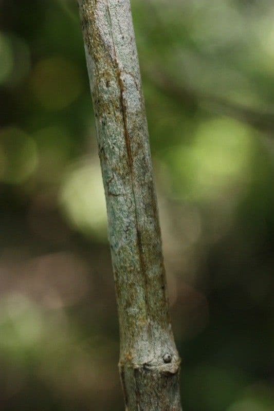 Psychotria 12