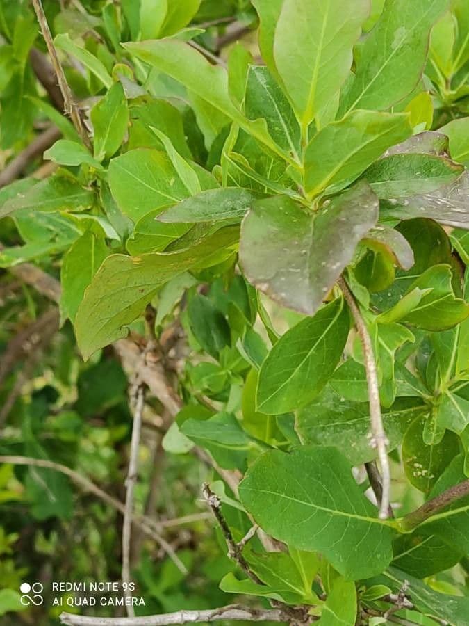 Searsia natalensis 19