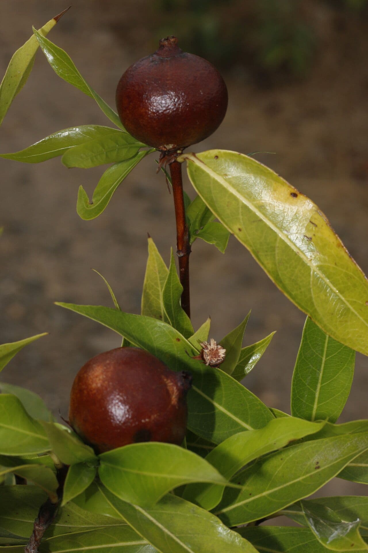 Alibertia edule