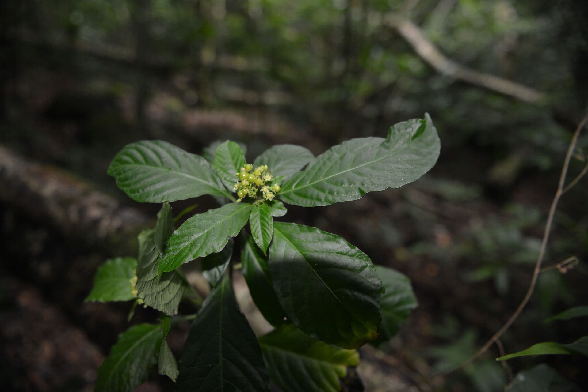 Pleuropetalum