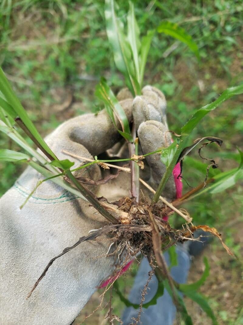 Fransige Paspalum 8
