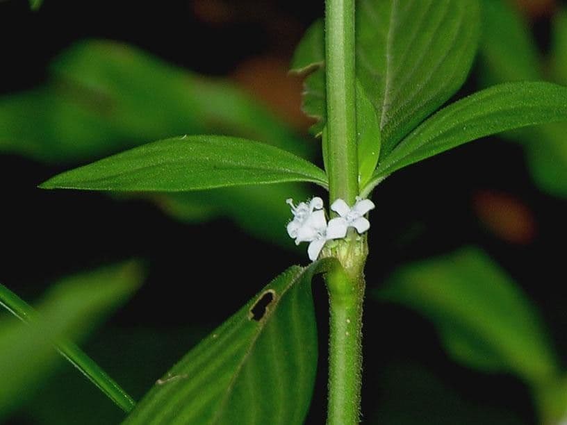 Spermacoce ocymifolia 17