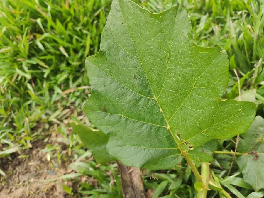 Solanum 19