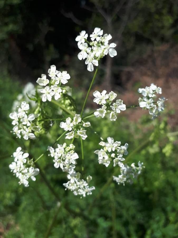 Cerfoglio selvatico 6