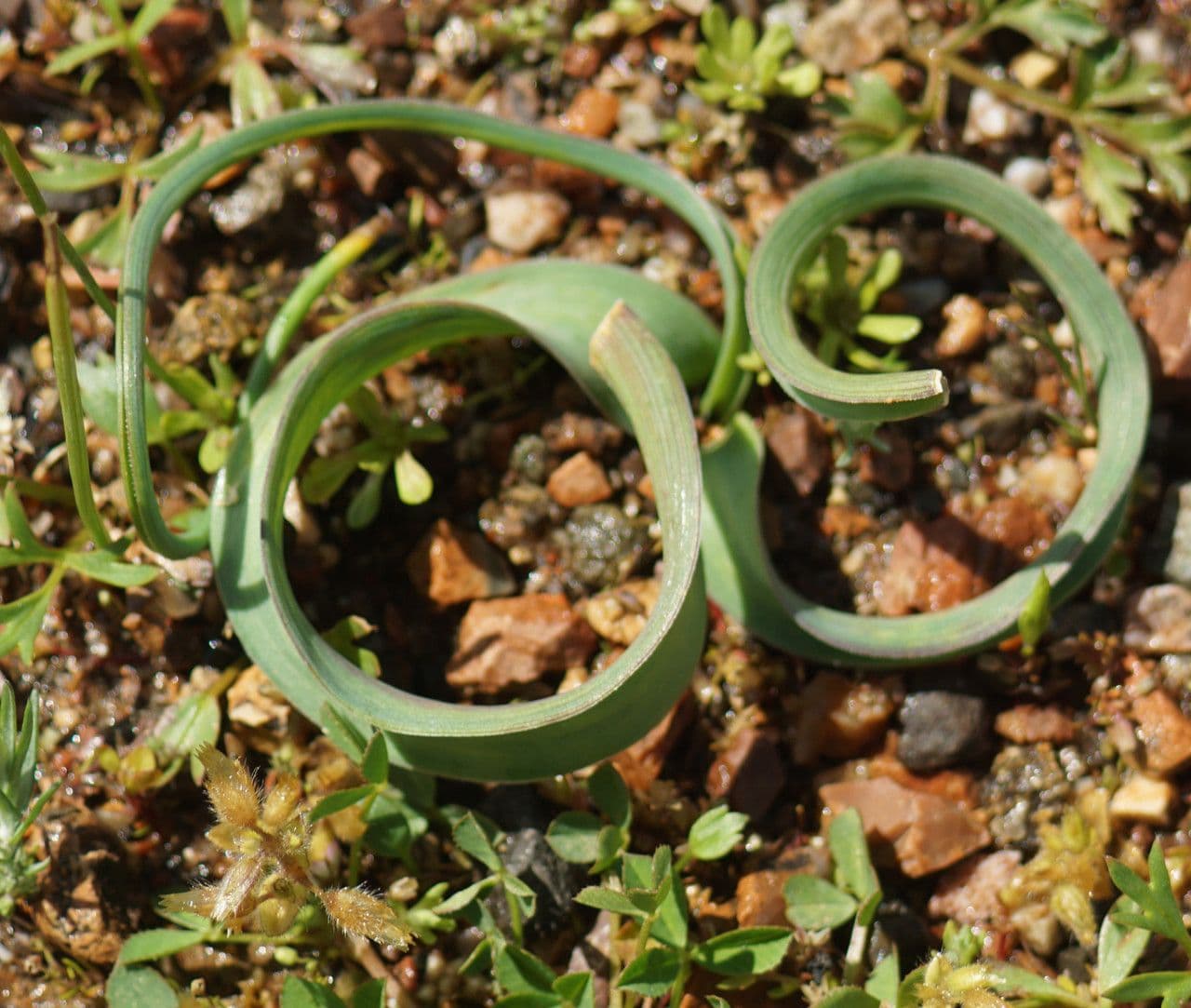 Bellevalia trifogliata 12