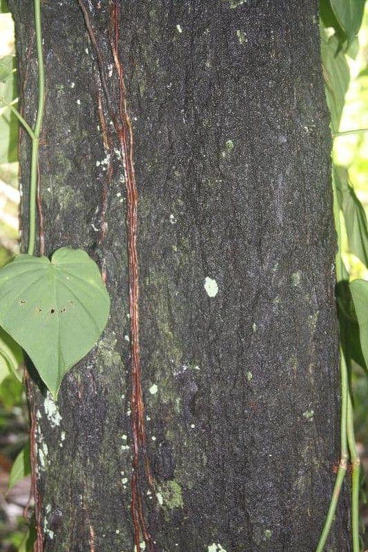 Sideroxylon sessiliflorum 4