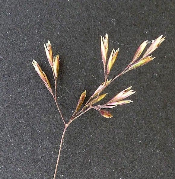 Deschampsia media 16