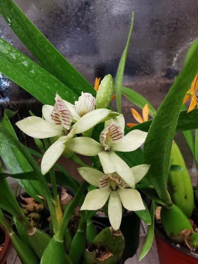 Prosthechea 2