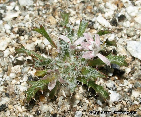 Loeseliastrum schottii 7