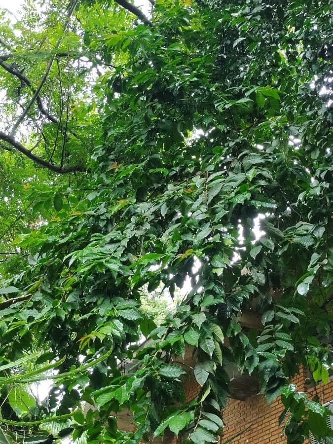 Guayaba 13
