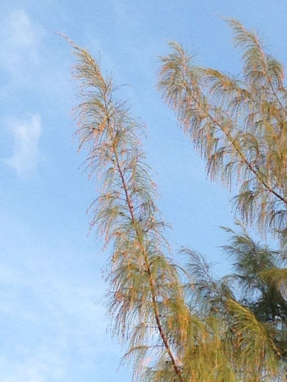 Casuarina equisetifolia 28