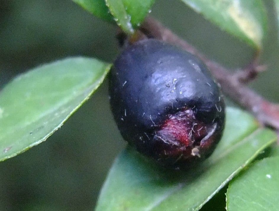 Cotoneaster brillant
