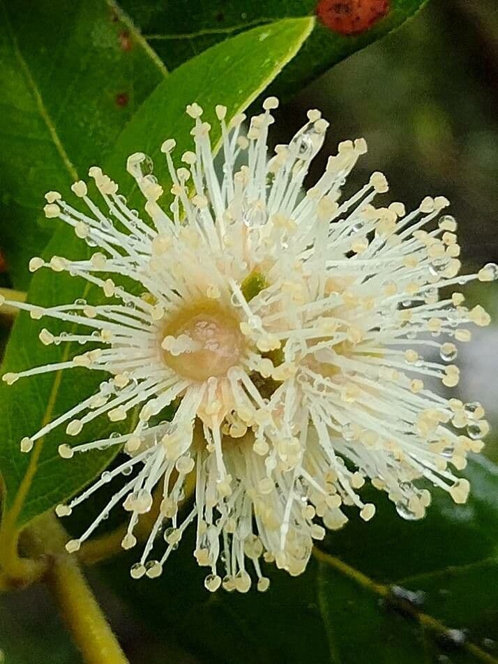 Syncarpia glomulifera 6