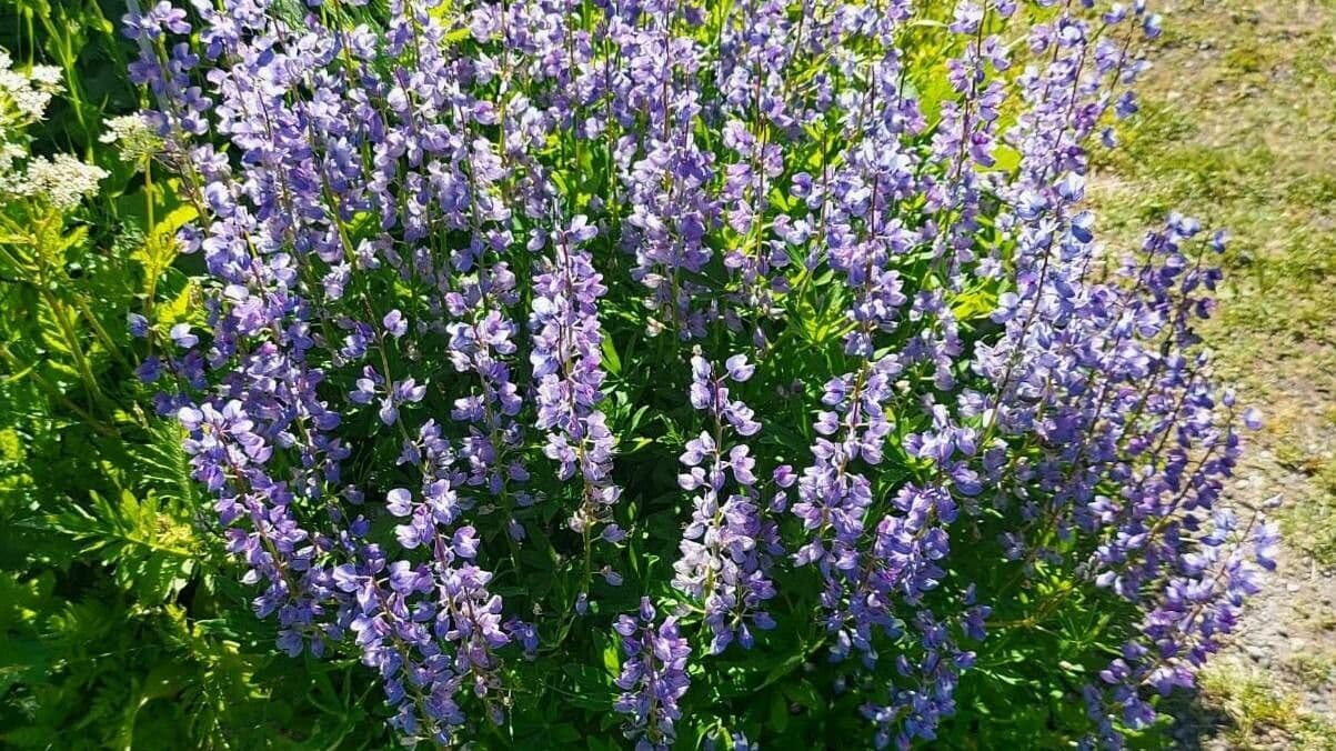 Nootka-Lupine 11