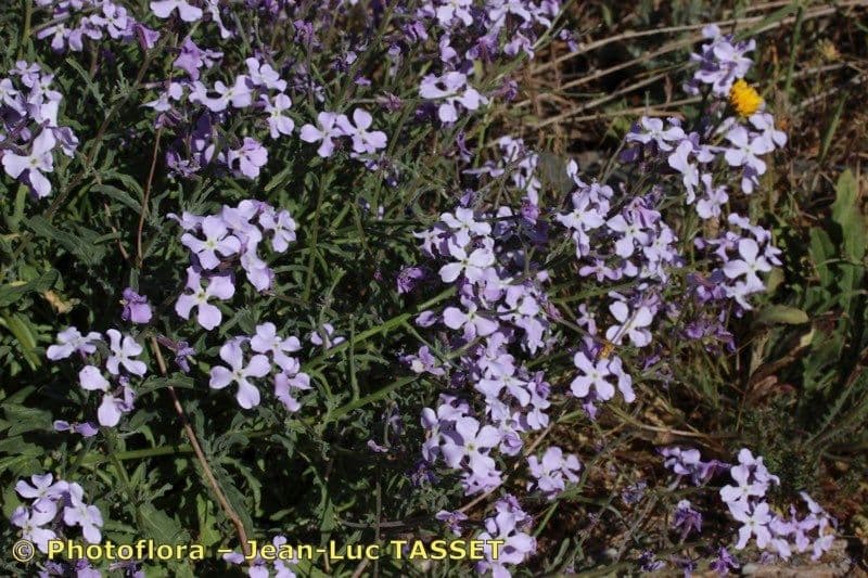 Matthiola 11
