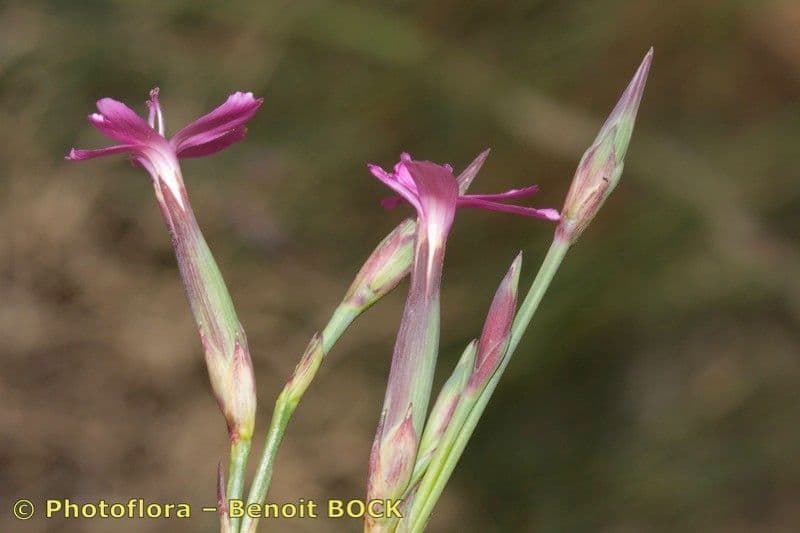 Dianthus 17