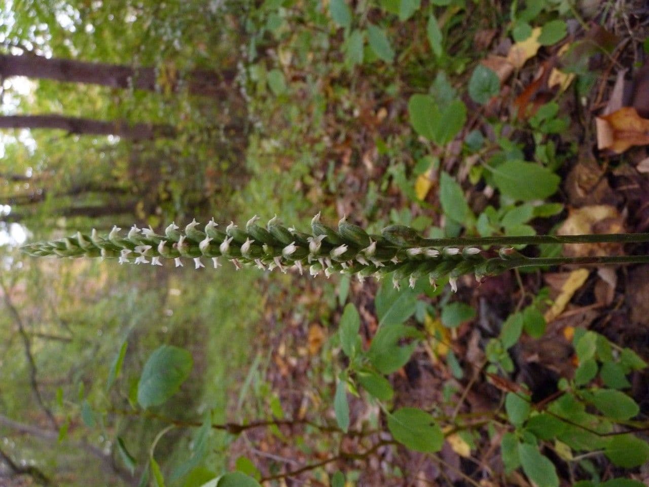 Spiranto ovale di ottobre 7