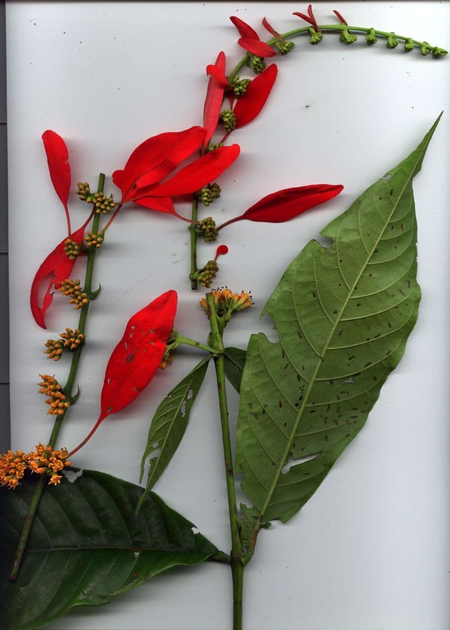 Warszewiczia coccinea 25