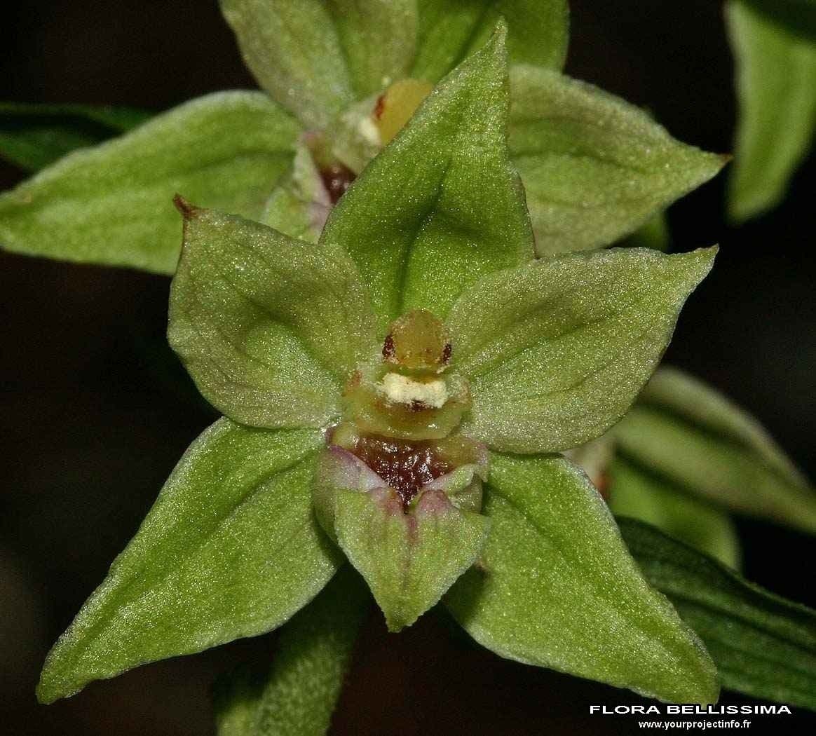 Epipactis leptochila 2