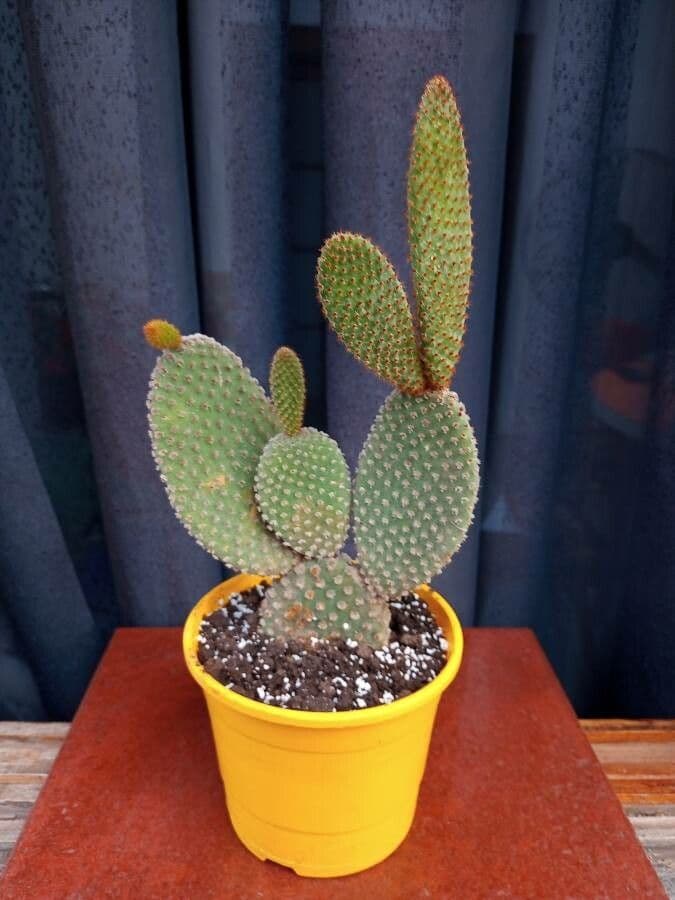 Nopal 24