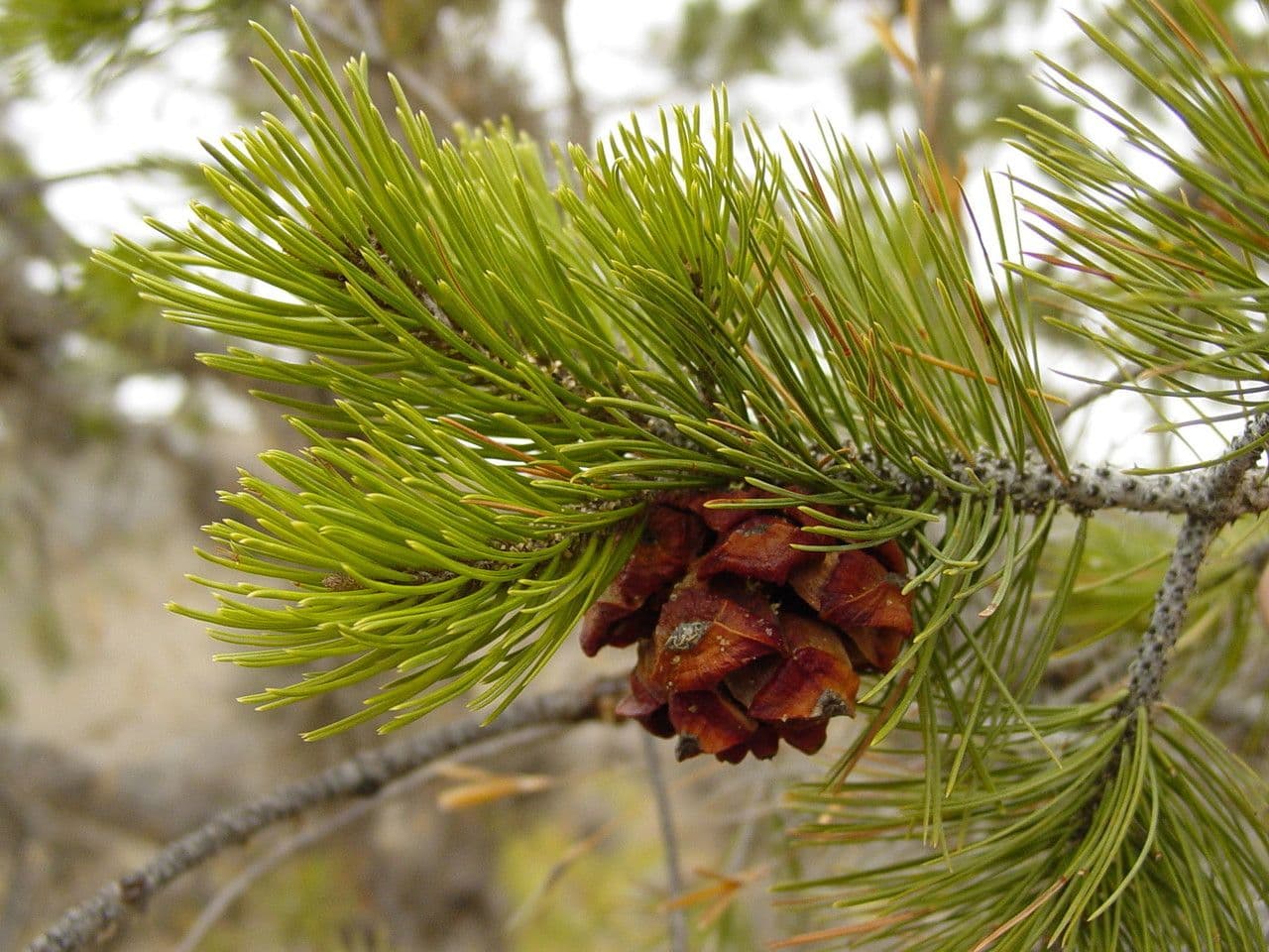 Pinyon pine 3