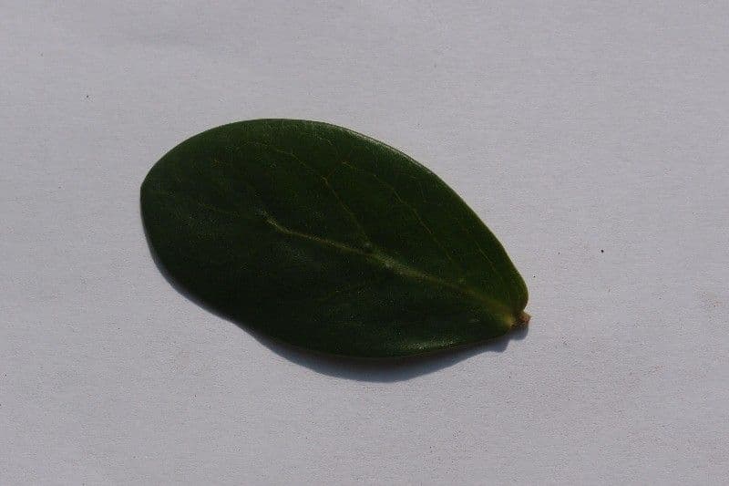 Pyrostria 21