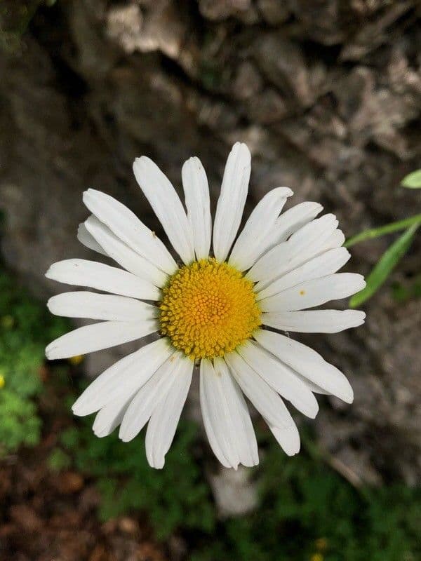 Schwarze Margerite 5