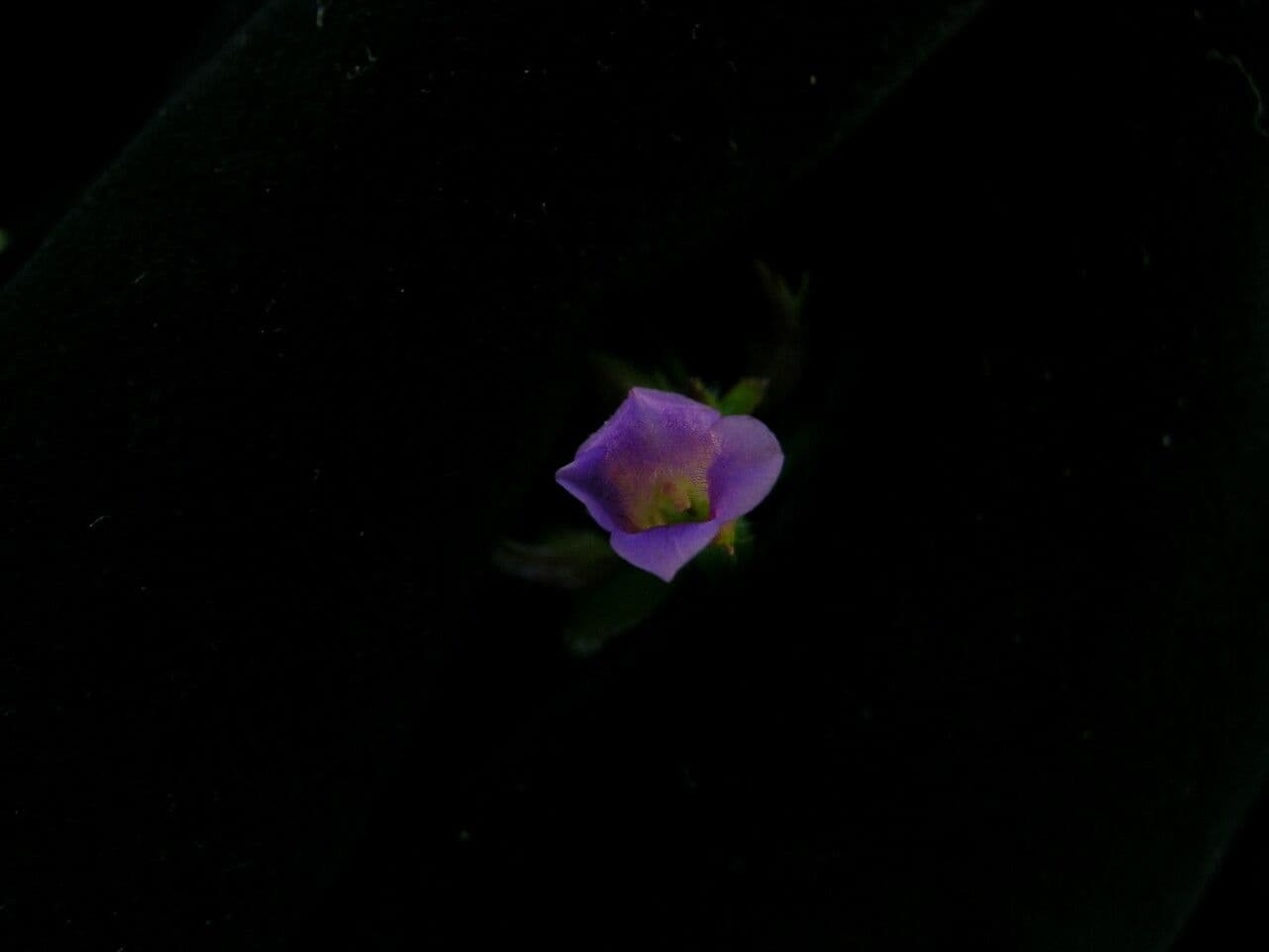Limnophila 3