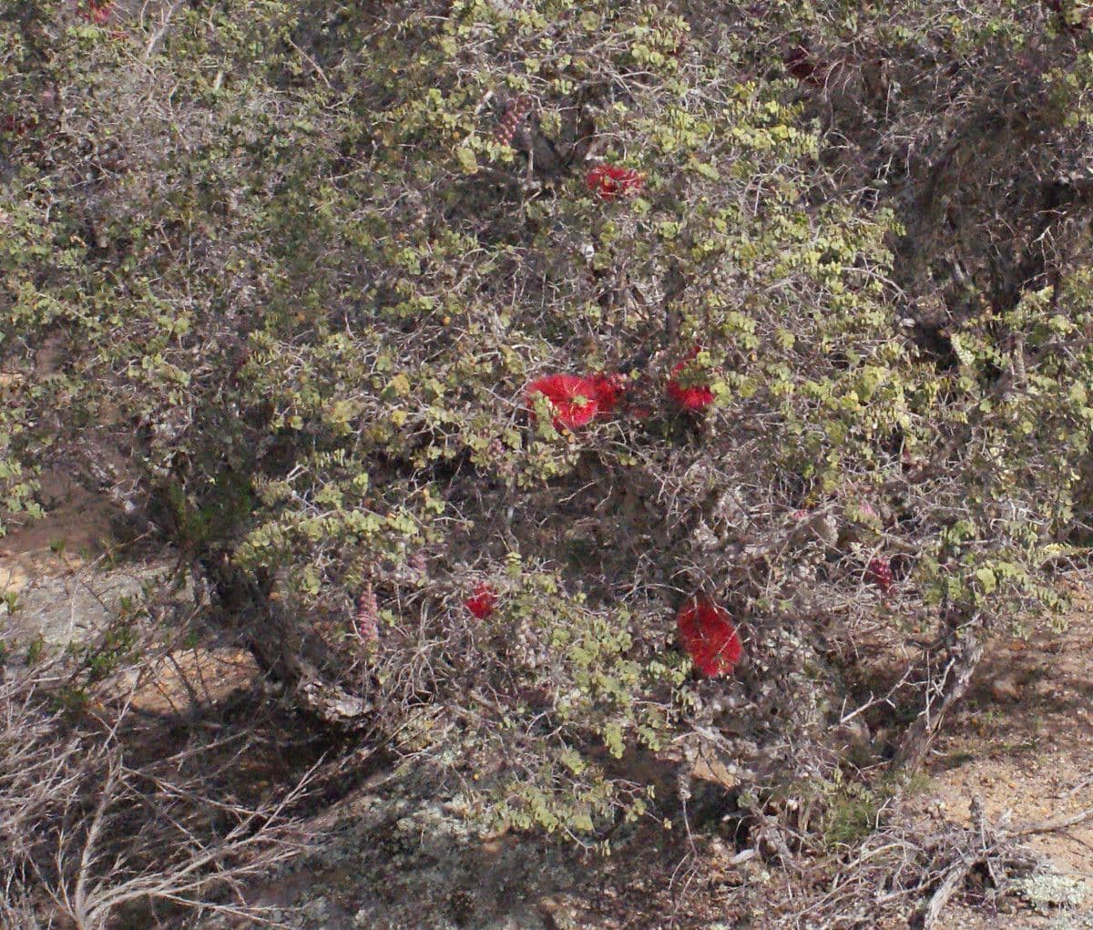 Kunzea Baxtera 12