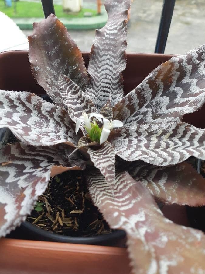 Cryptanthus 5