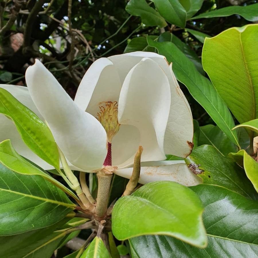 Magnólie 6