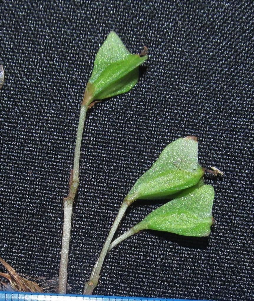 Bégonia 3