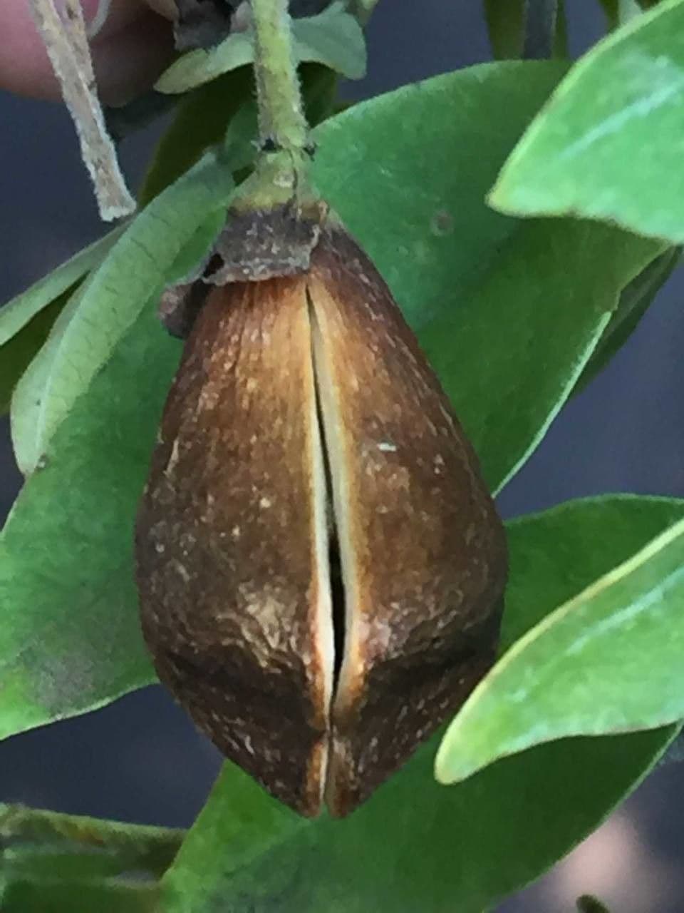 Schrebera alata 5