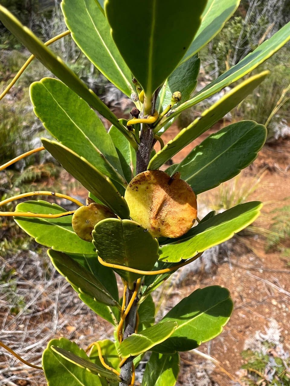 Peripterygia 2
