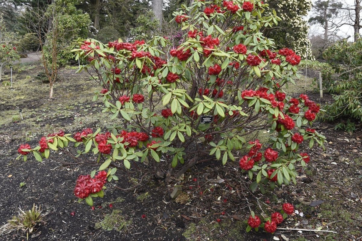 Rododendro 9