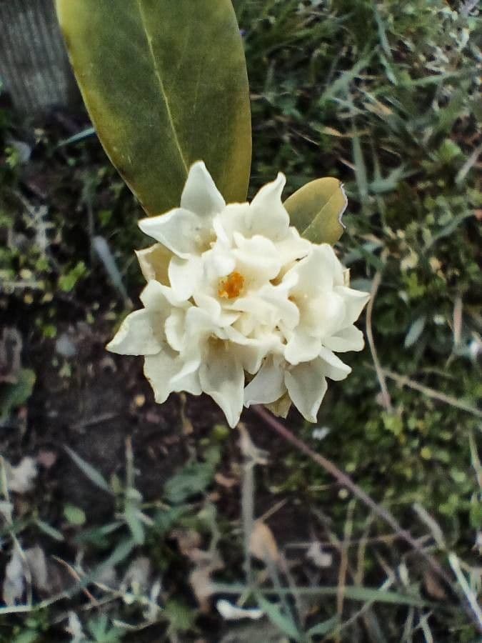 Daphne blagayana 7