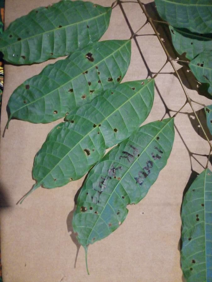 Protium sagotianum 3